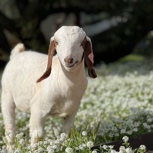 Meet your Posher, Ella